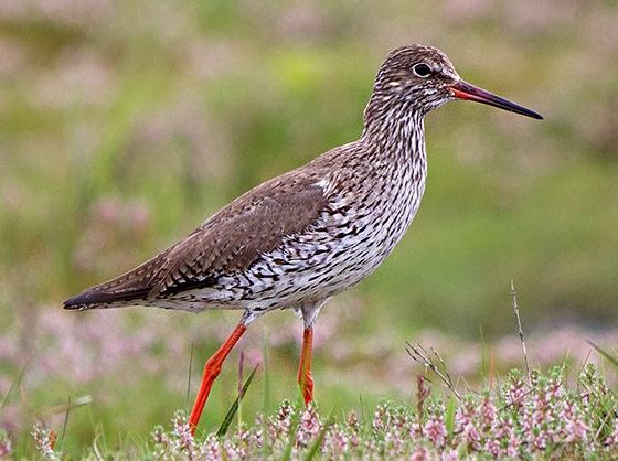 https://www.boerenvanamstel.nl/wp-content/uploads/2019/04/Weidevogels.jpg