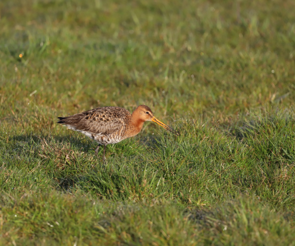 Amstelland grutto weidevogel