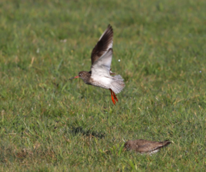 Amstelland weidevogel tureluur