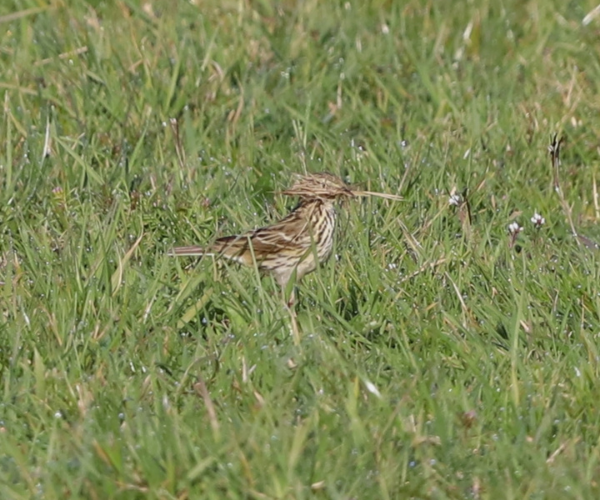 graspieper weidevogel amstelland