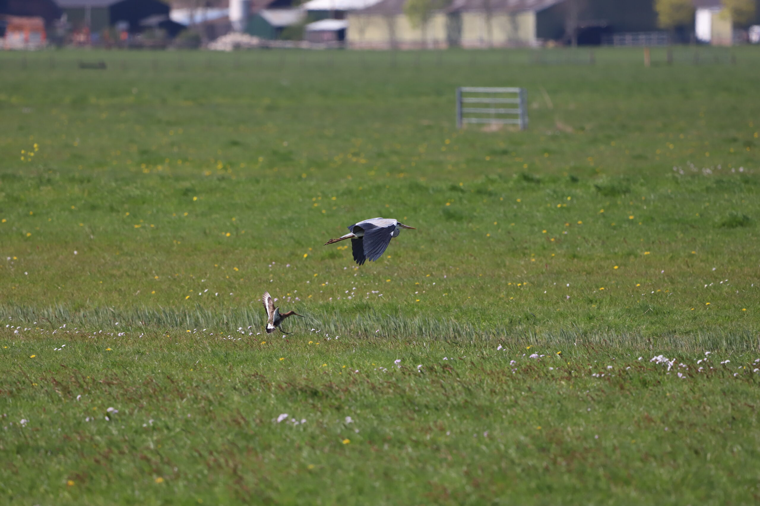 grutto verdrijft reiger uit zijn broedgebied