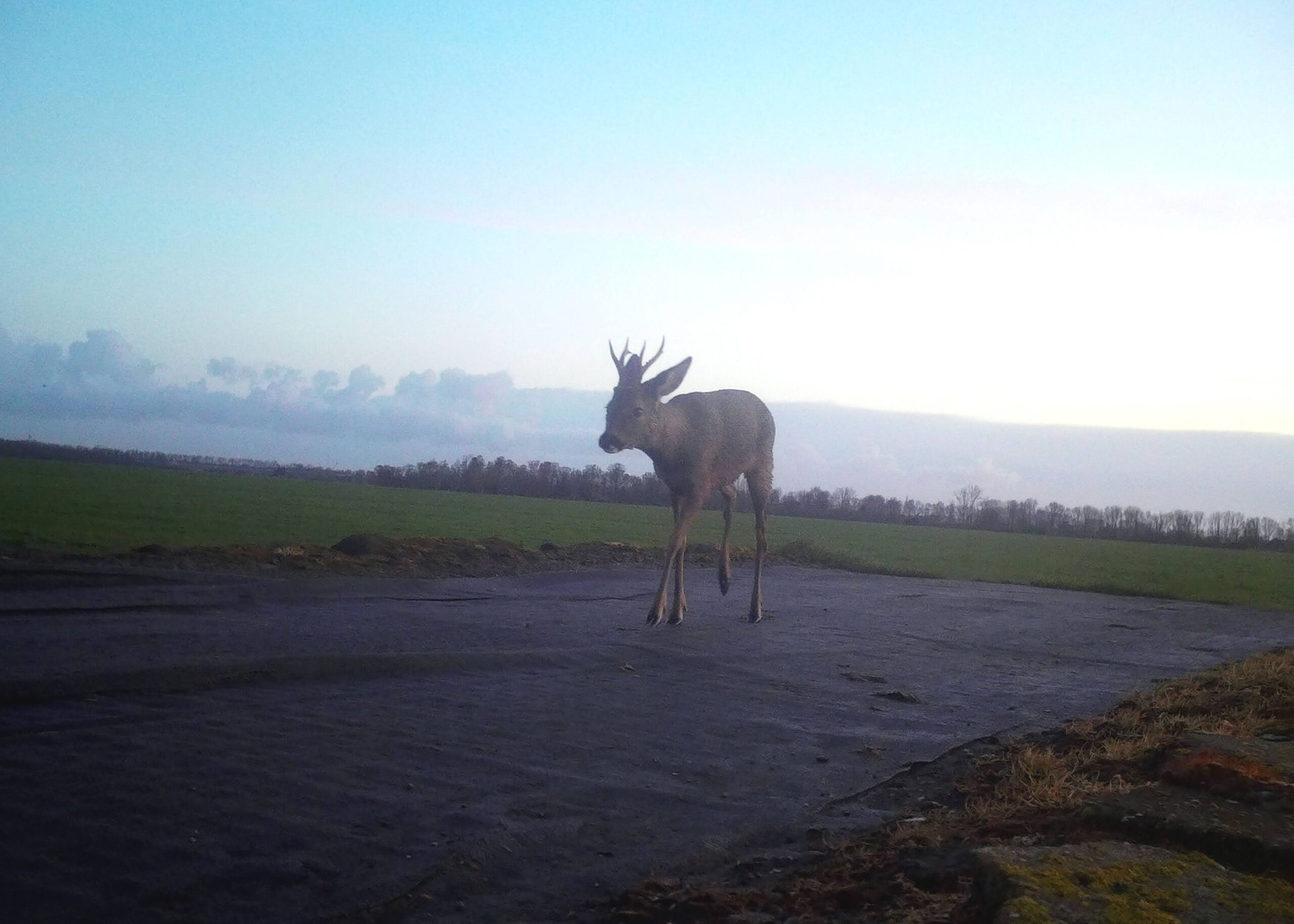 https://www.boerenvanamstel.nl/wp-content/uploads/2024/04/wildcamera-hert-ronde-hoep-IMAG0480-scaled.jpg