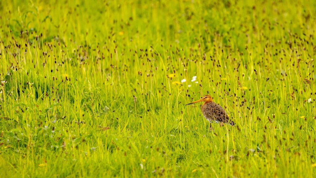 grutto bovenkerkerpolder